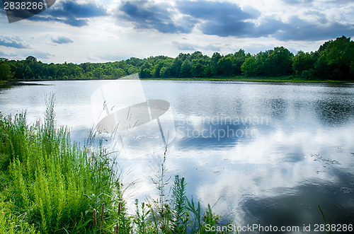 Image of green plants by the remote lake
