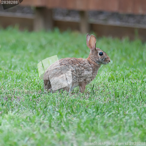 Image of Wild rabbit in the green  meadow yard