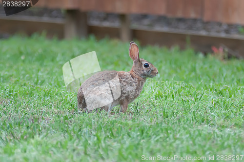 Image of Wild rabbit in the green  meadow yard