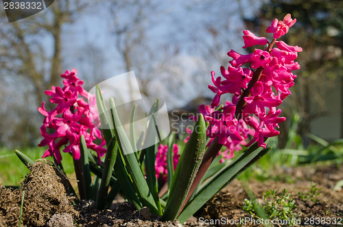 Image of spring beautiful hyacinth grows on garden earth 