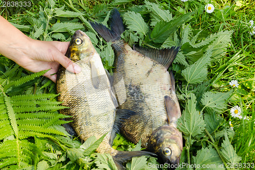 Image of arm puts fern leaves three big bass fish 