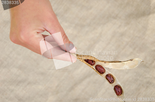 Image of hand hold dried bean open pod on linen background 