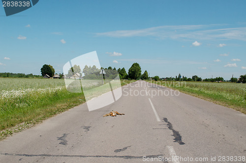 Image of Car killed dead fox animal body lay on road 