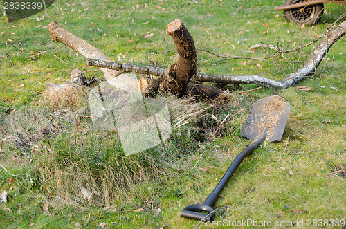 Image of shovel lie in yard near cut branches, garden work 