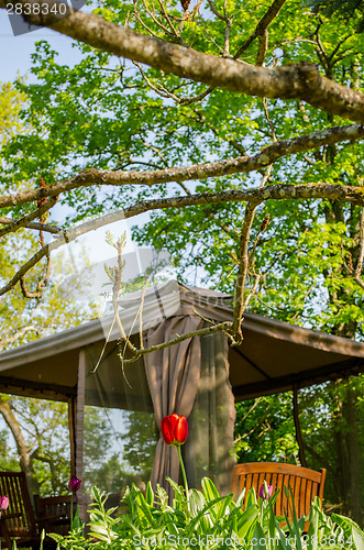 Image of garden view with red tulip and yard bower fragment 