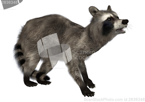 Image of Raccoon