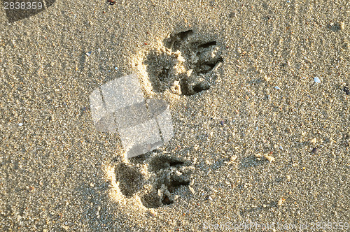 Image of Paw  in sand