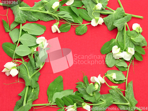 Image of White blooms with petals of a snow pea as square on red background