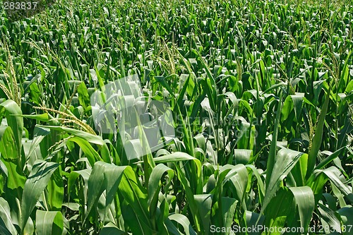 Image of Green cornfield background