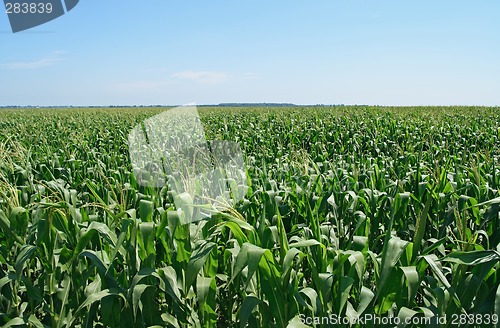 Image of Green cornfield under the blue sky