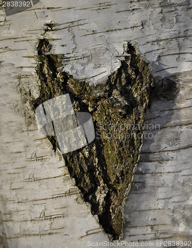 Image of Birch tree