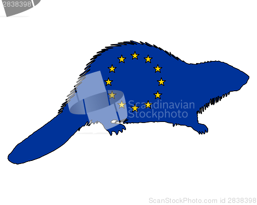 Image of European beaver