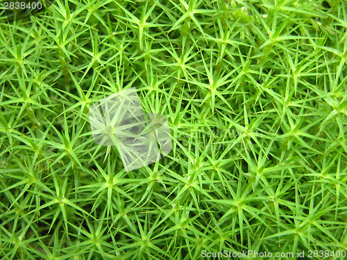 Image of Closeup view on a green moss as background