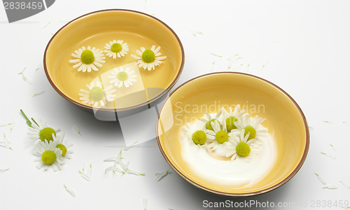 Image of Camomile blooms in water and cream in ceramic bowls surrounded by white petals