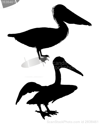 Image of Black pelicans