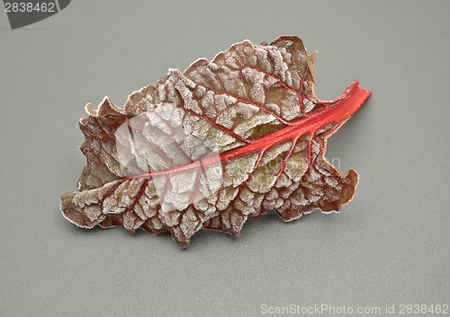 Image of Detailed but simple image of iced Red chard