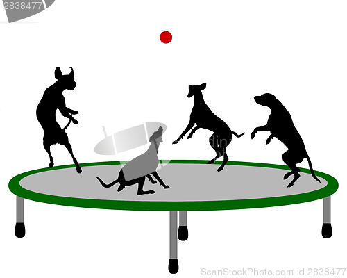 Image of Dog trampoline