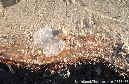 Image of Tree-cut with resin