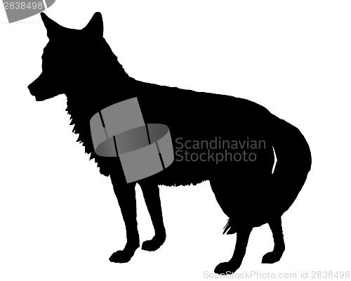 Image of Coyote silhouette
