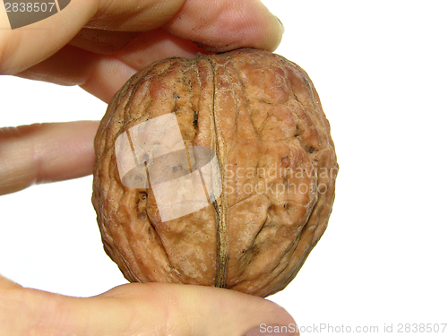 Image of One walnut between the fingers of a woman