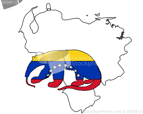 Image of Anteater  Venezuela 