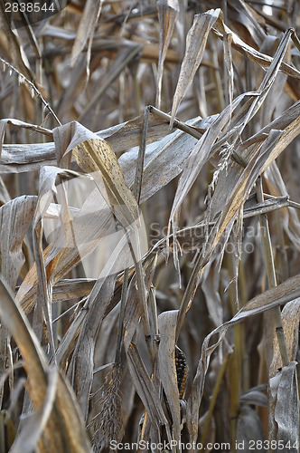 Image of Dry indian corn field