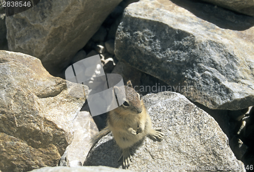 Image of Canadian chipmunk