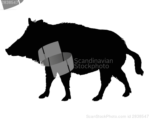 Image of The black silhouette of a boar on white