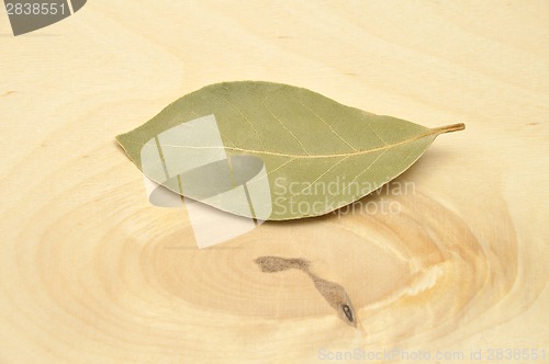 Image of Detailed but simple image of Bay Laurel