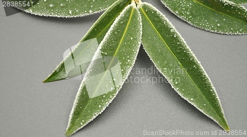 Image of Detailed but simple image of iced cherry laurel