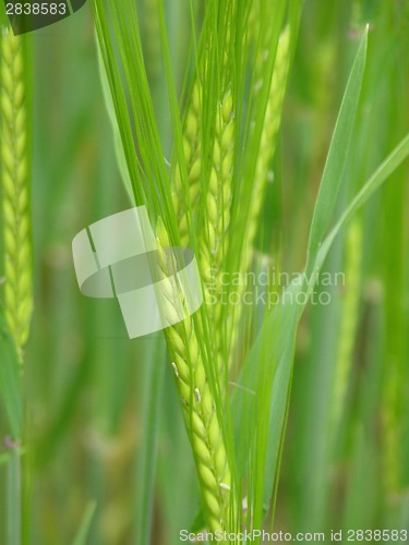 Image of Unripe cereal plants as fresh green background