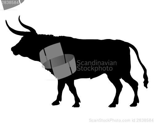 Image of Silhouette of a bull