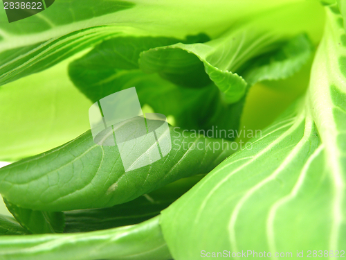 Image of Pak choi leaves as a background picture