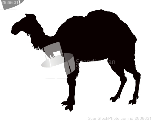 Image of The black silhouette of a camel on white