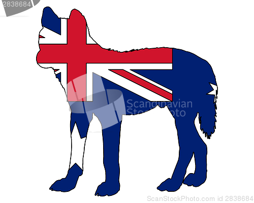 Image of Australian Dingo
