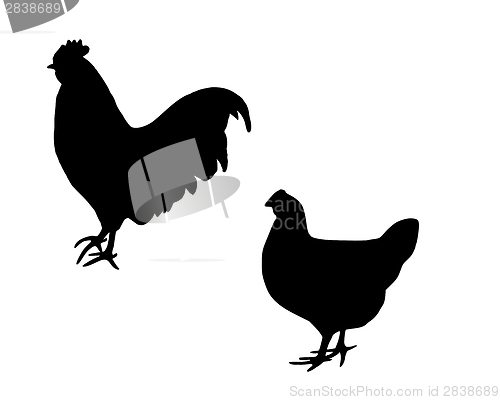 Image of Cock and hen