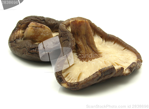 Image of Two shiitake mushrooms isolated on white background