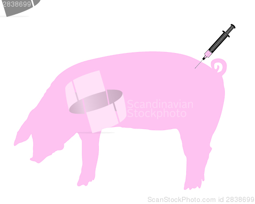 Image of Swine gets an inoculation because of swine flu