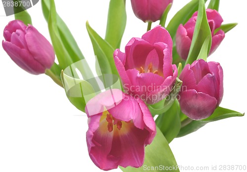 Image of Pink tulips