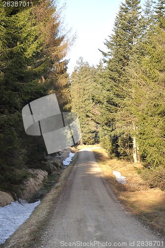 Image of Forest road after winter