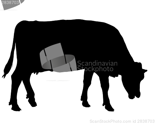 Image of Grazing cow