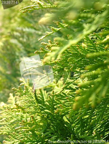 Image of The fresh green of a thuja hedge