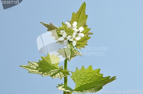 Image of White blooms