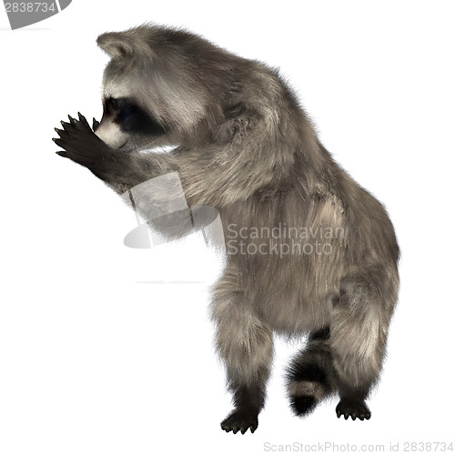 Image of Raccoon