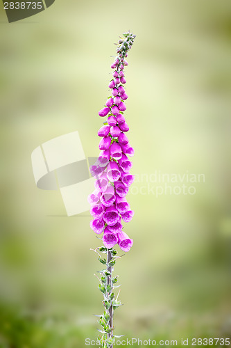 Image of foxglove