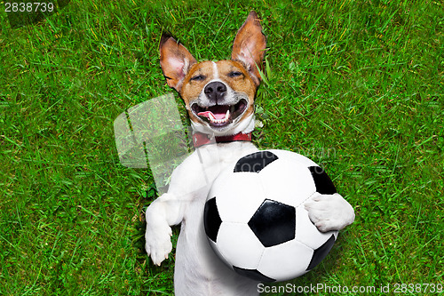 Image of funny soccer dog