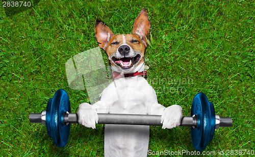 Image of fitness dog