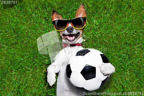 Image of funny  german soccer dog