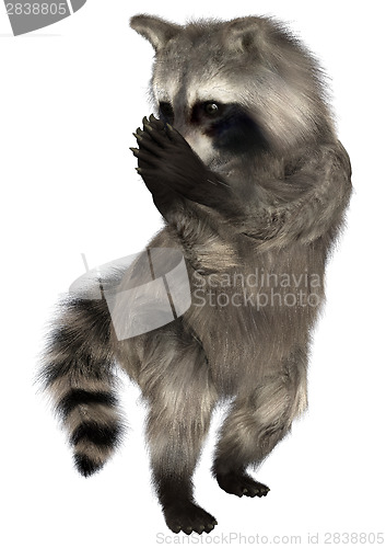 Image of Raccoon