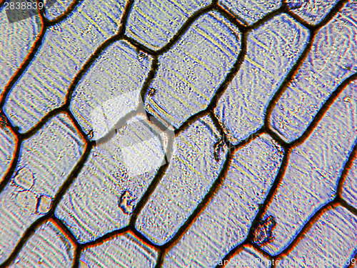 Image of Onion epidermus micrograph